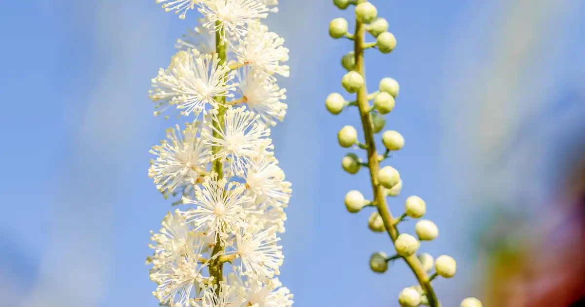Rhizoma Cimicifugae Extract: Benefits & Uses in Modern Health